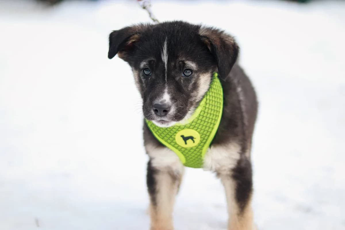 Lobella, female puppy Mixed Breed for adoption at Ein Herz für Streuner e.V., München