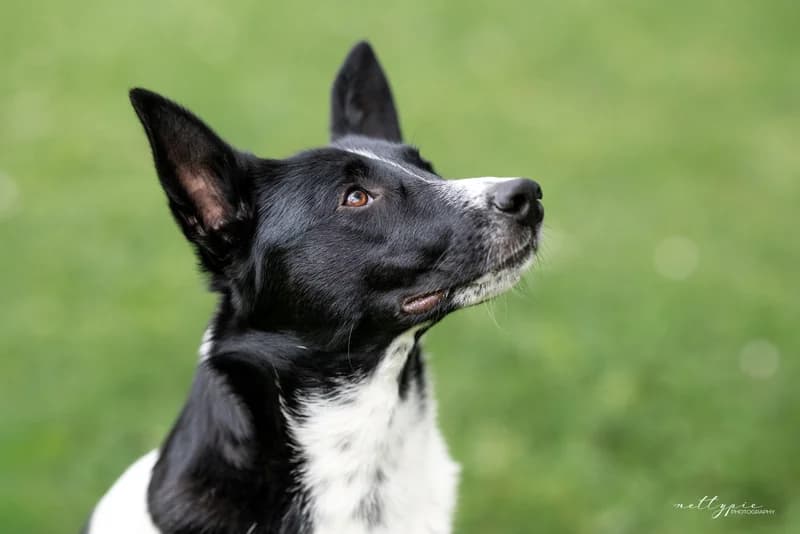 Lobita, female young Mixed Breed for adoption at Ein Herz für Streuner e.V., München