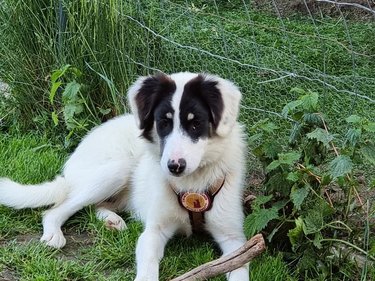 Loelia, female puppy Mixed Breed for adoption at Ein Herz für Streuner e.V., München