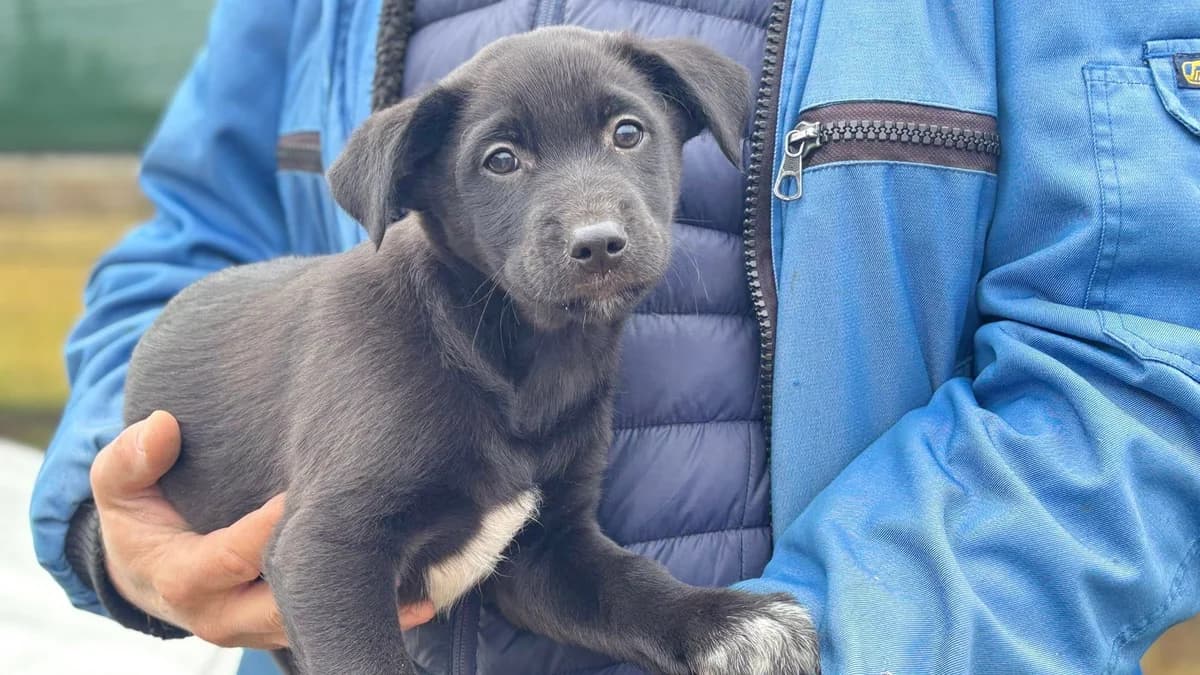 LÖNne, schwarz male puppy Mixed Breed for adoption at Ein Herz für Streuner e.V., München