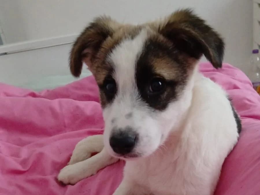 LÖWenzahn, male puppy Mixed Breed for adoption at Ein Herz für Streuner e.V., München