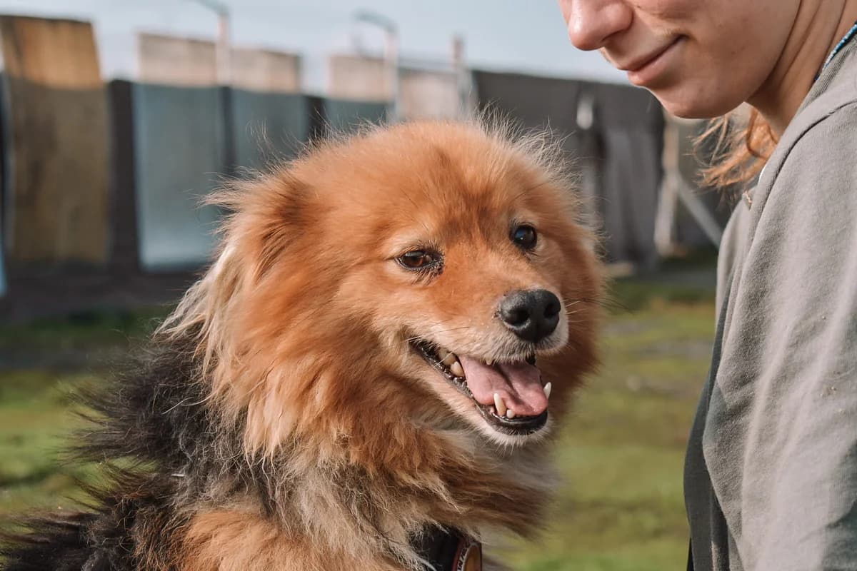 LÖWy, rotbraun male 5yo Mixed Breed for adoption at Ein Herz für Streuner e.V., München