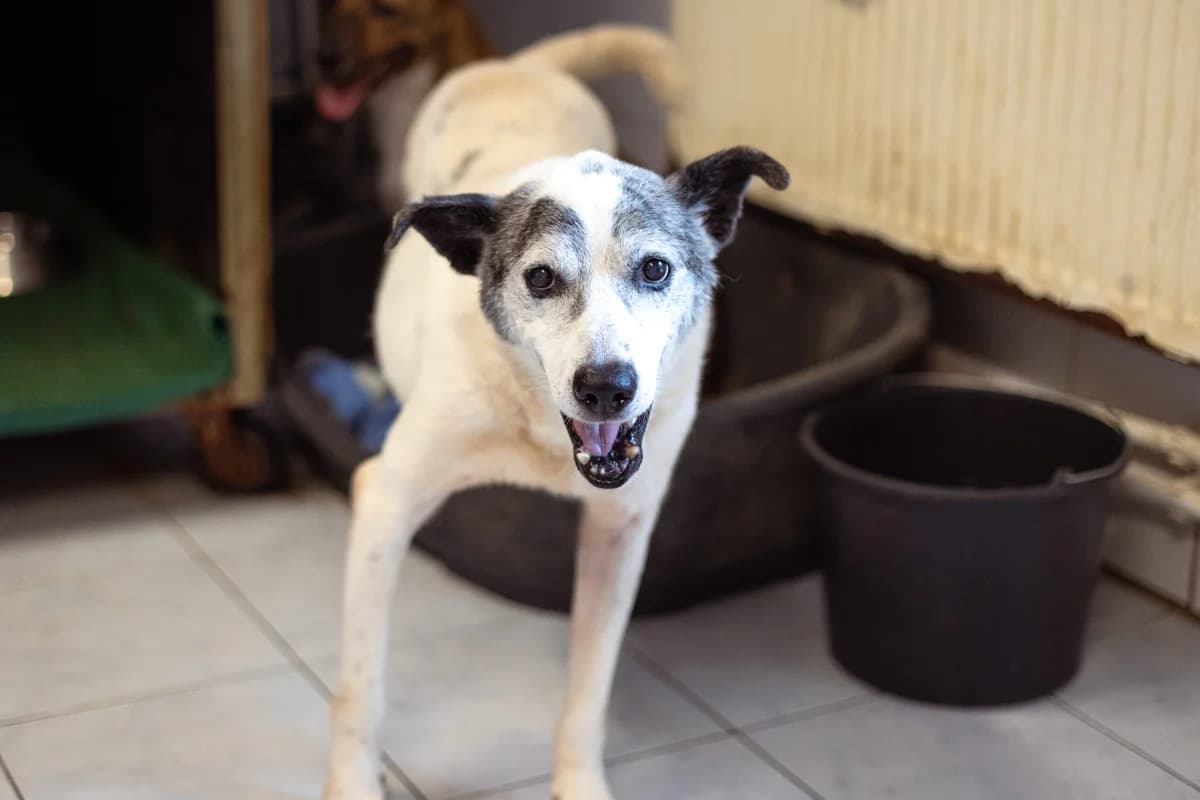 Lois, male senior Mixed Breed for adoption at Ein Herz für Streuner e.V., München