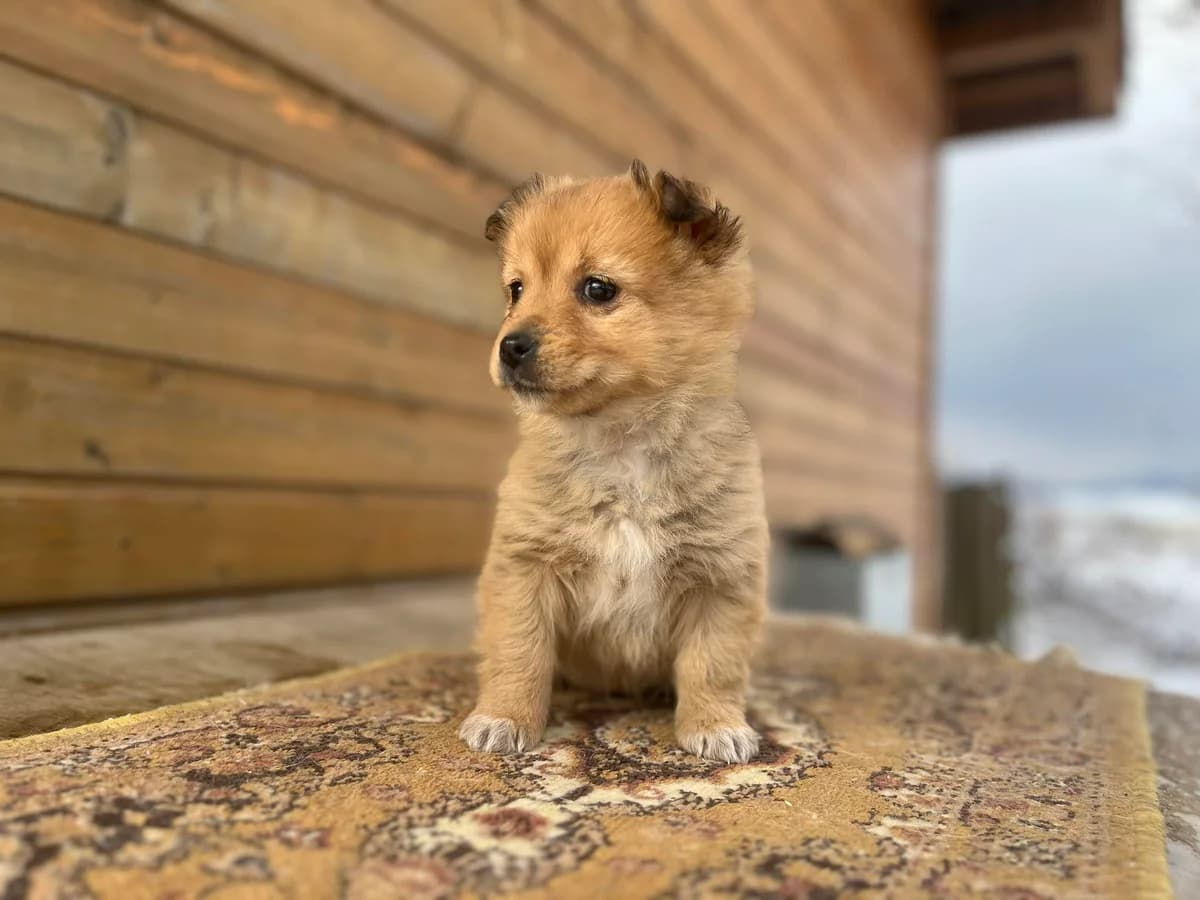 Loki, Mixed Breed for adoption at Ein Herz für Streuner e.V., München