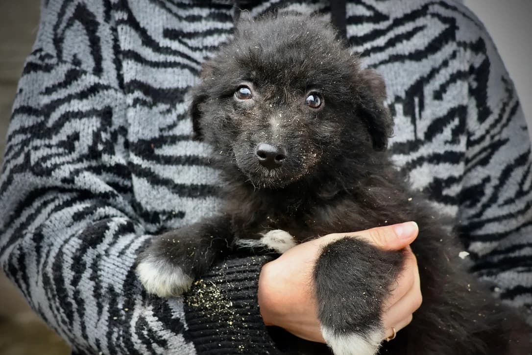 Loki, schwarz male puppy Mixed Breed for adoption at Ein Herz für Streuner e.V., München
