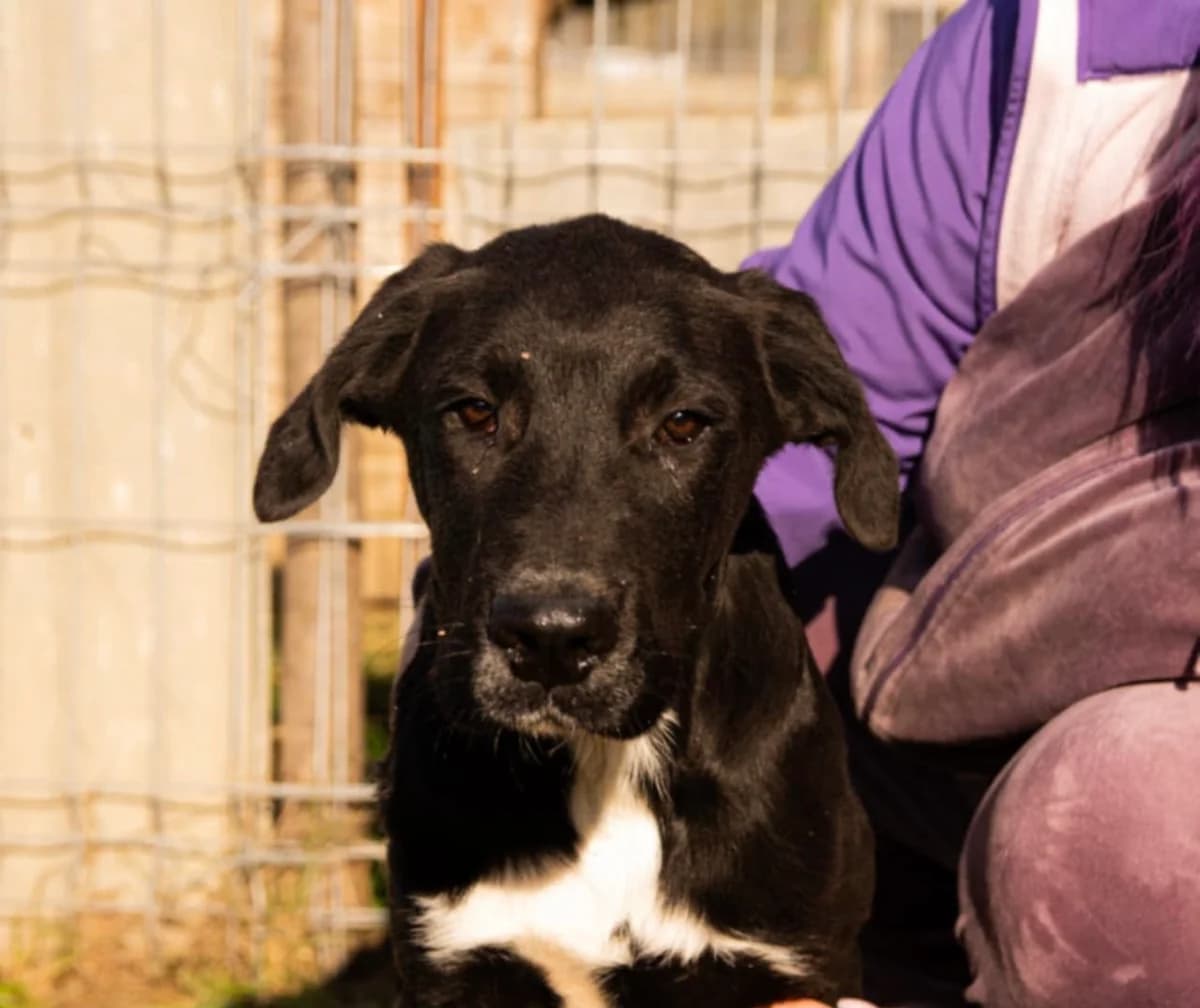 Loki, weiß male puppy Mixed Breed for adoption at Ein Herz für Streuner e.V., München