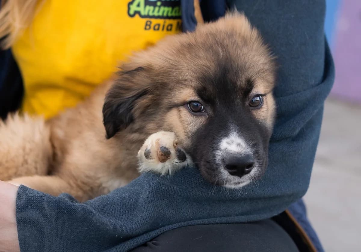 Loki, hellbraun male puppy Mixed Breed for adoption at Ein Herz für Streuner e.V., München