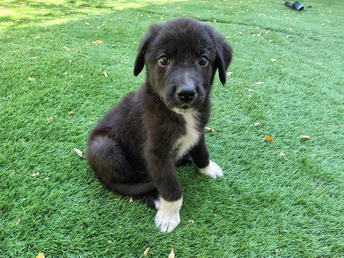 Loki, schwarz male puppy Mixed Breed for adoption at Ein Herz für Streuner e.V., München