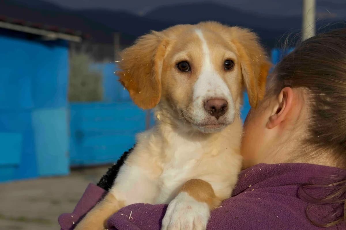 Loki, sand male puppy Mixed Breed for adoption at Ein Herz für Streuner e.V., München