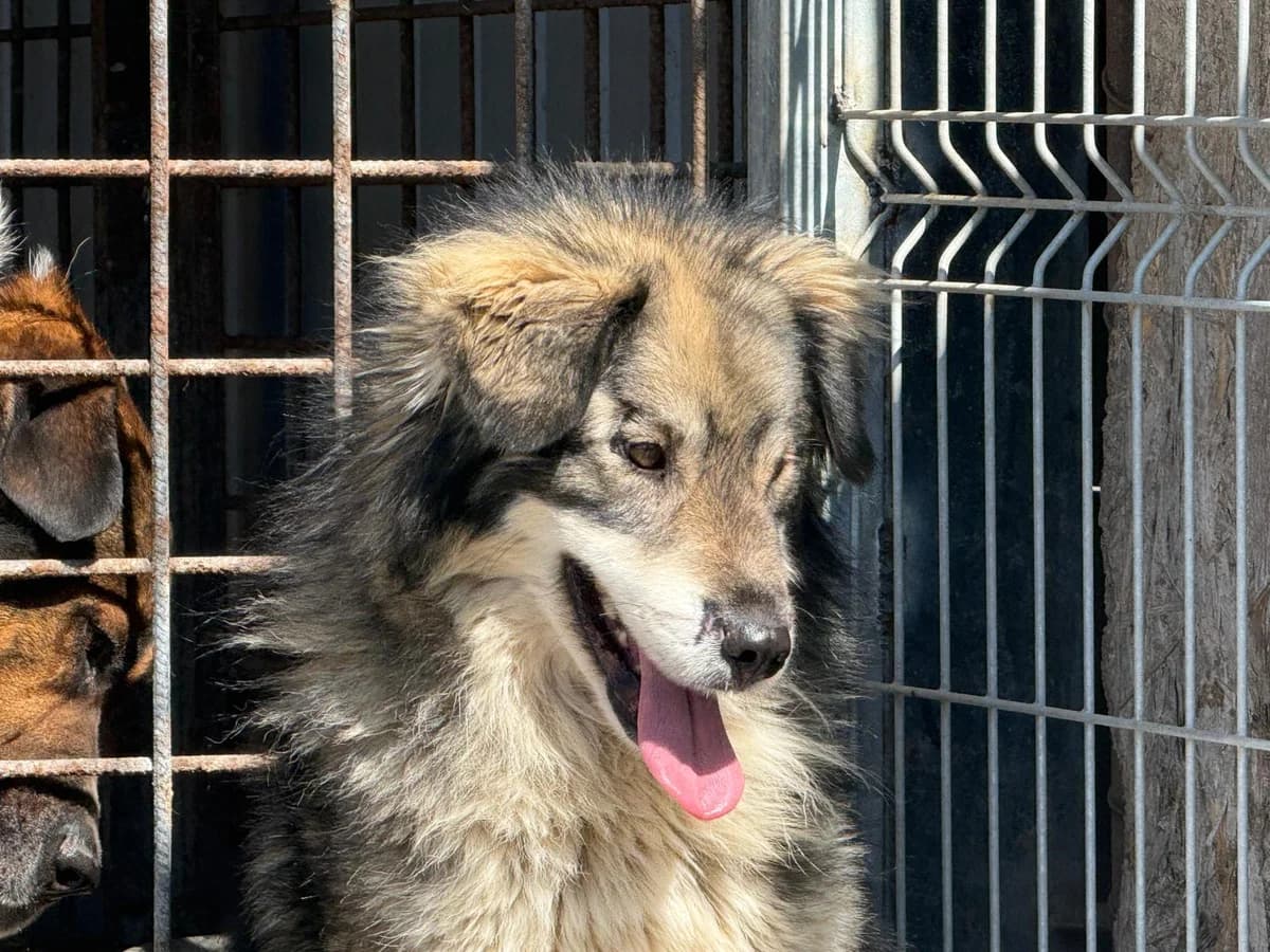 Loki, male 5yo Mixed Breed for adoption at Ein Herz für Streuner e.V., München