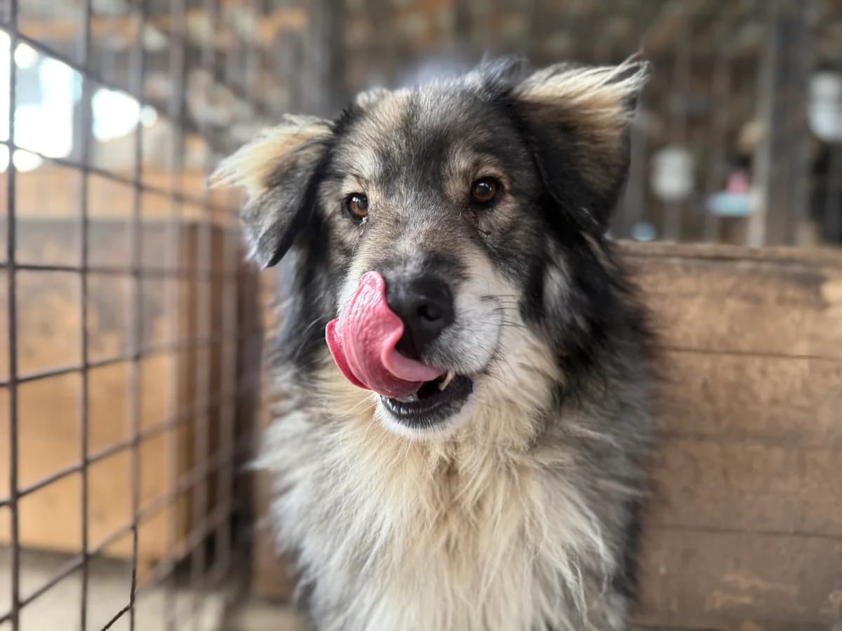Loki, male 5yo Mixed Breed for adoption at Ein Herz für Streuner e.V., München