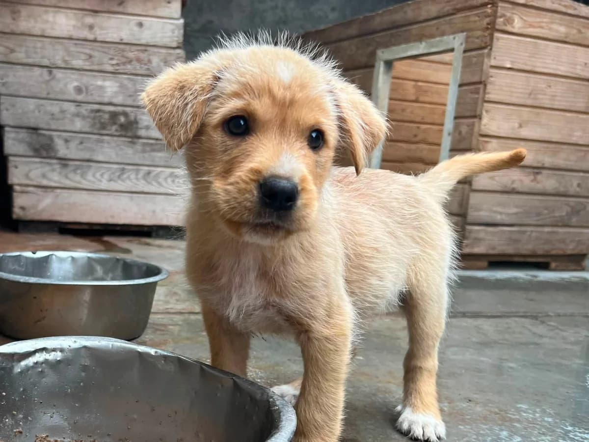 Loko, hellbraun male puppy Mixed Breed for adoption at Ein Herz für Streuner e.V., München