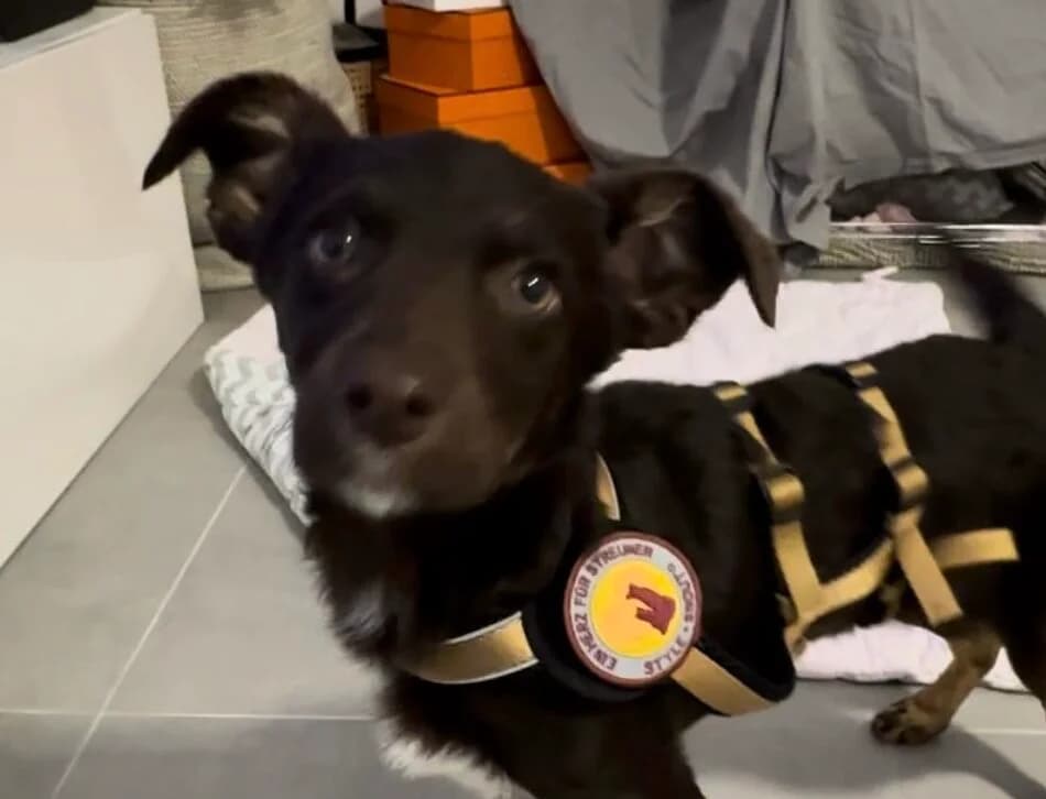 Lola, female puppy Mixed Breed for adoption at Ein Herz für Streuner e.V., München