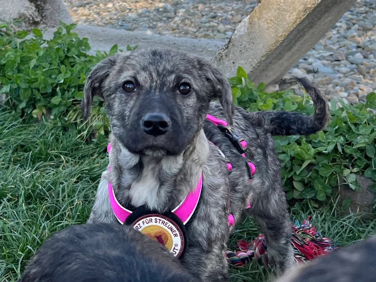 Lola, female puppy Mixed Breed for adoption at Ein Herz für Streuner e.V., München