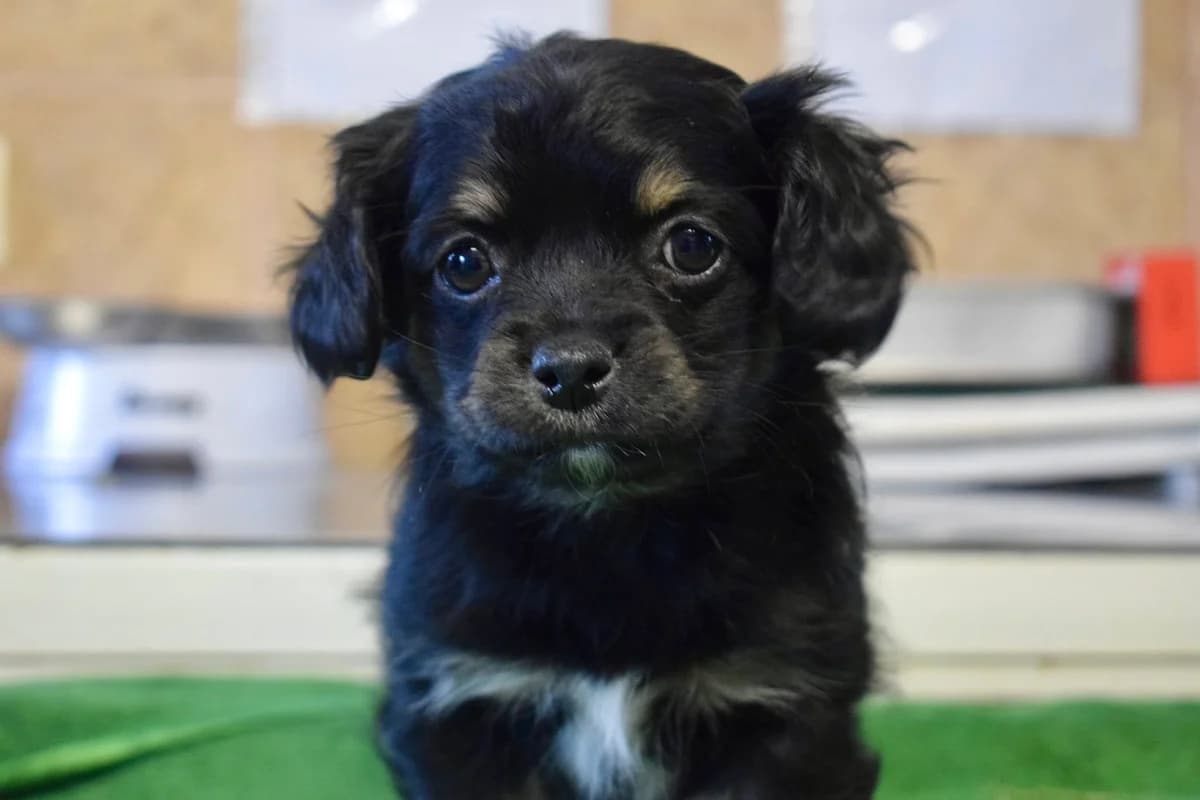 Lola, female puppy Mixed Breed for adoption at Ein Herz für Streuner e.V., München