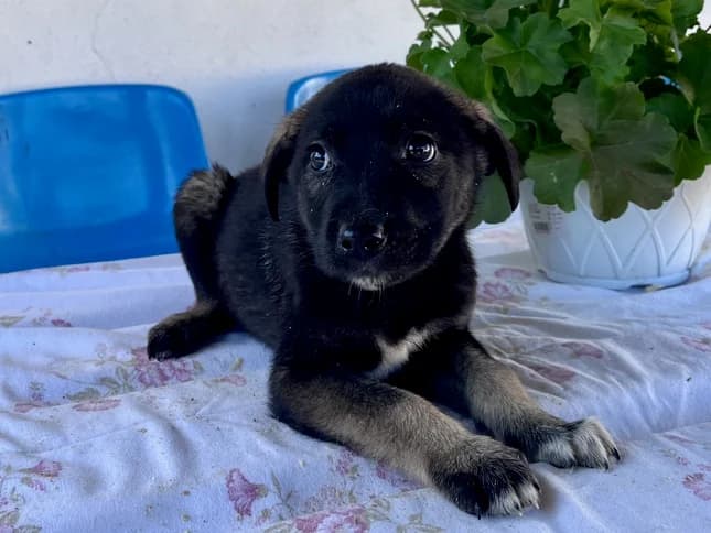 Lolli, female puppy Mixed Breed for adoption at Ein Herz für Streuner e.V., München