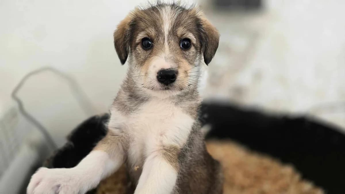 Lollipop, female puppy Mixed Breed for adoption at Ein Herz für Streuner e.V., München