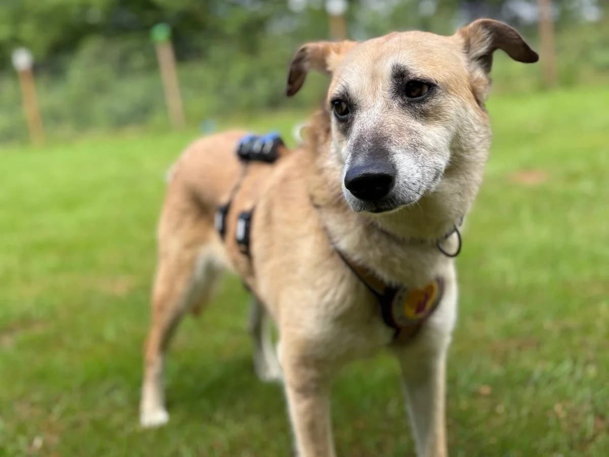 Lolly, sandfarben female 5yo Mixed Breed for adoption at Ein Herz für Streuner e.V., München
