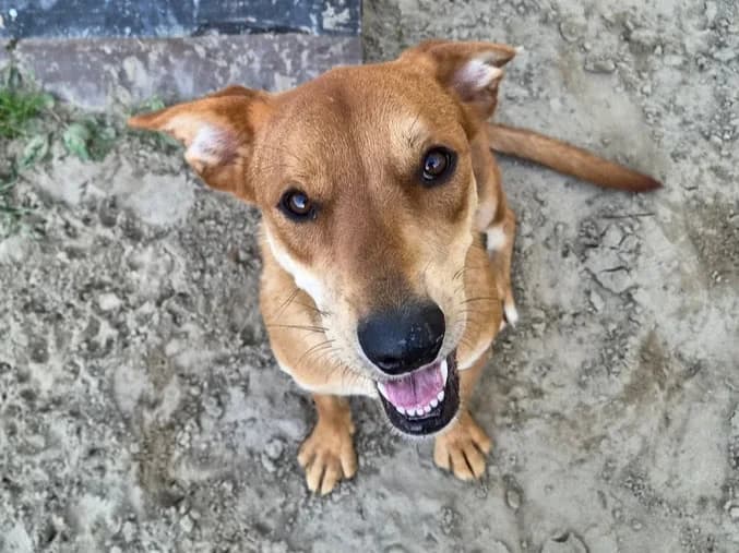 Looki, female 5yo Mixed Breed for adoption at Ein Herz für Streuner e.V., München