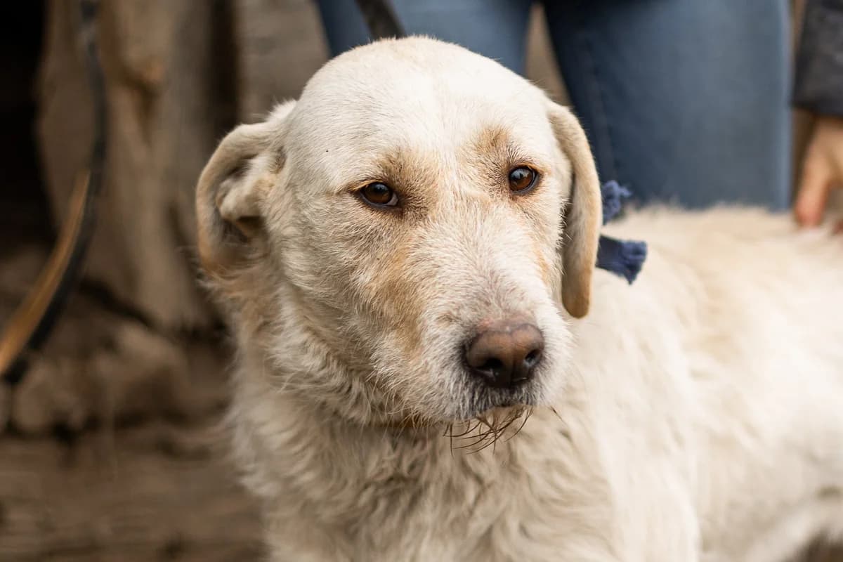 Loona, female 3yo Mixed Breed for adoption at Ein Herz für Streuner e.V., München