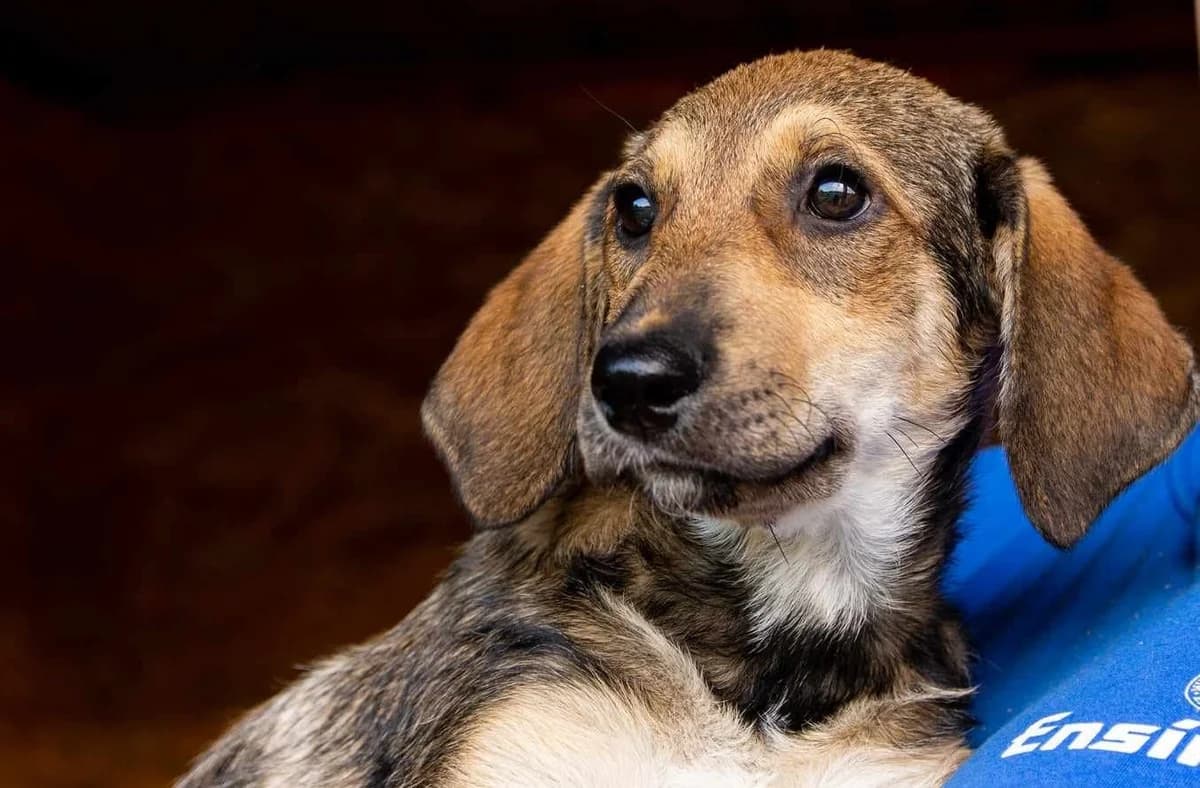 Loona, female puppy Mixed Breed for adoption at Ein Herz für Streuner e.V., München