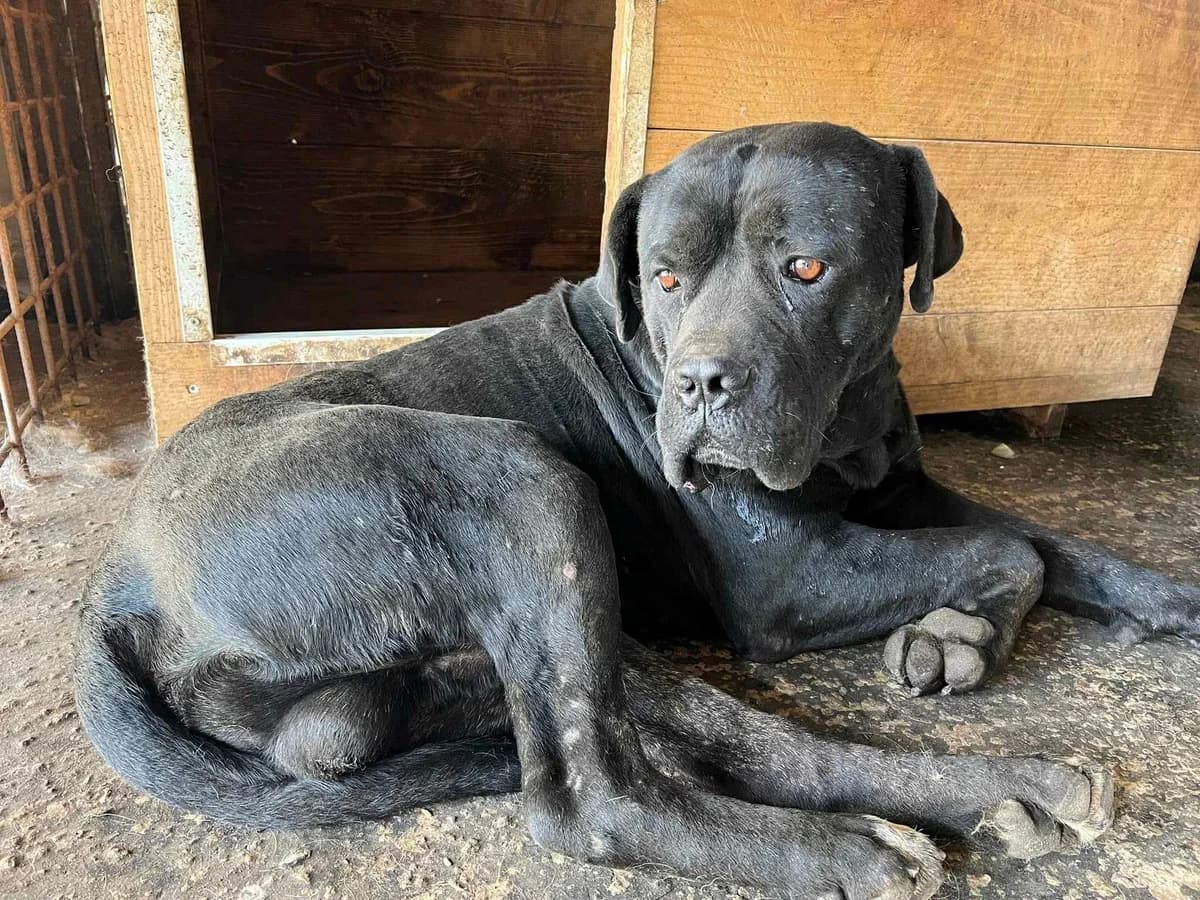 Lord, male 5yo Mixed Breed for adoption at Ein Herz für Streuner e.V., München