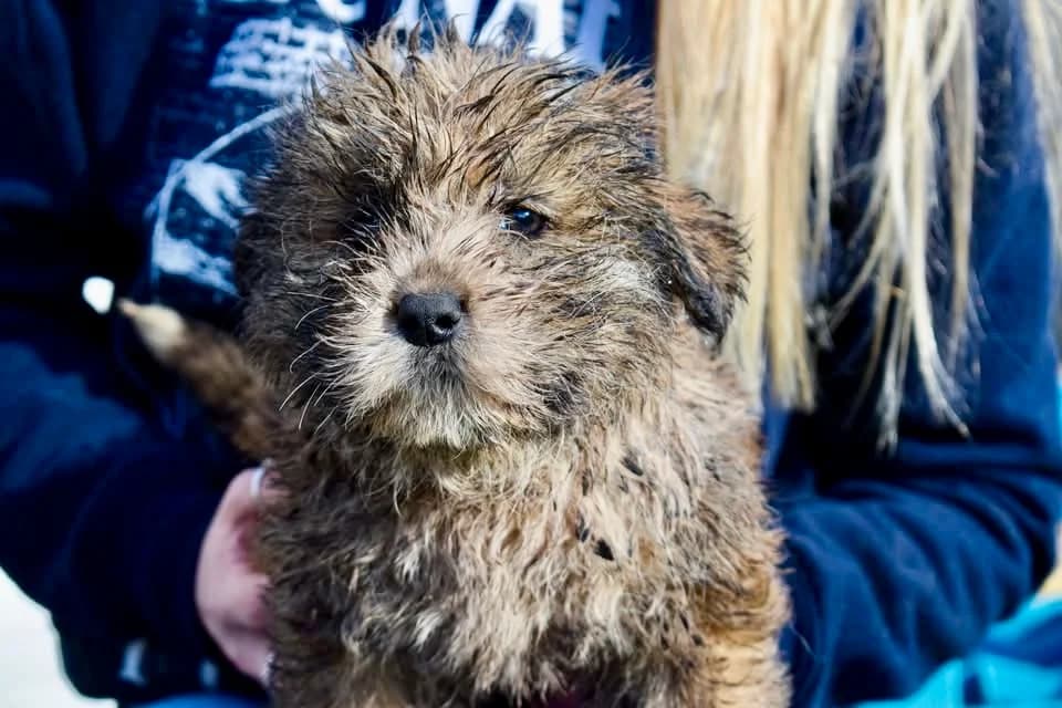 Lord, male puppy Mixed Breed for adoption at Ein Herz für Streuner e.V., München