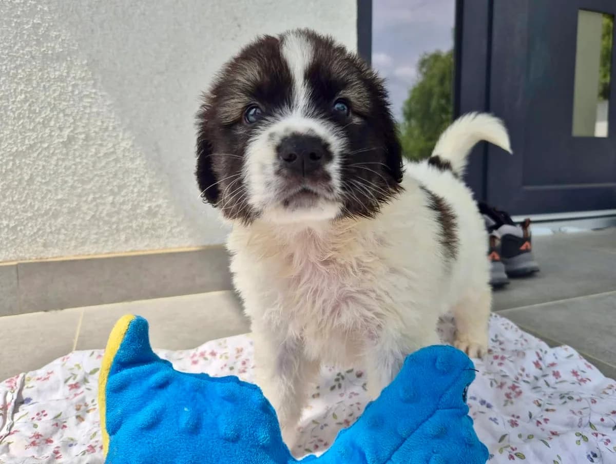 Lord, schwarz male puppy Mixed Breed for adoption at Ein Herz für Streuner e.V., München