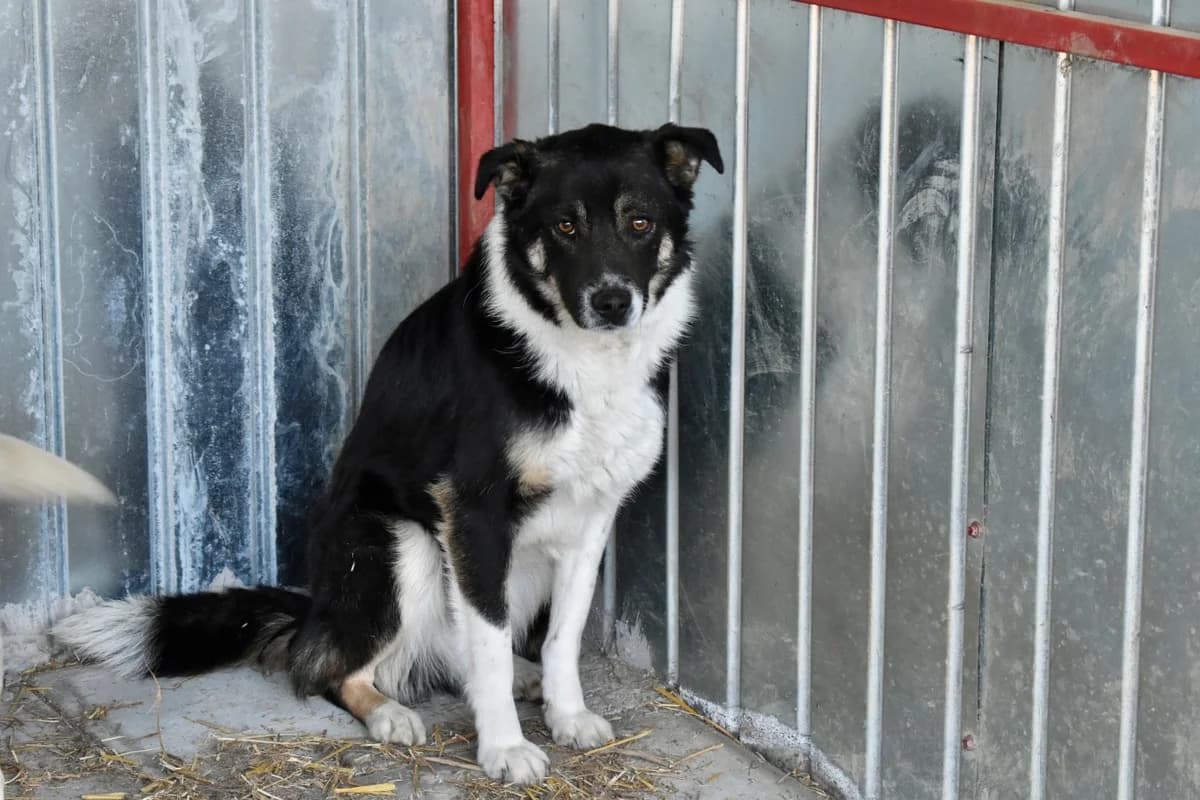 Lord, male young Mixed Breed for adoption at Ein Herz für Streuner e.V., München