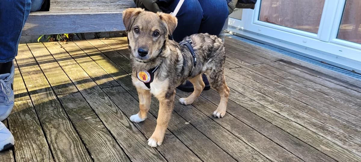 Lord Fauntleroy, male puppy Mixed Breed for adoption at Ein Herz für Streuner e.V., München