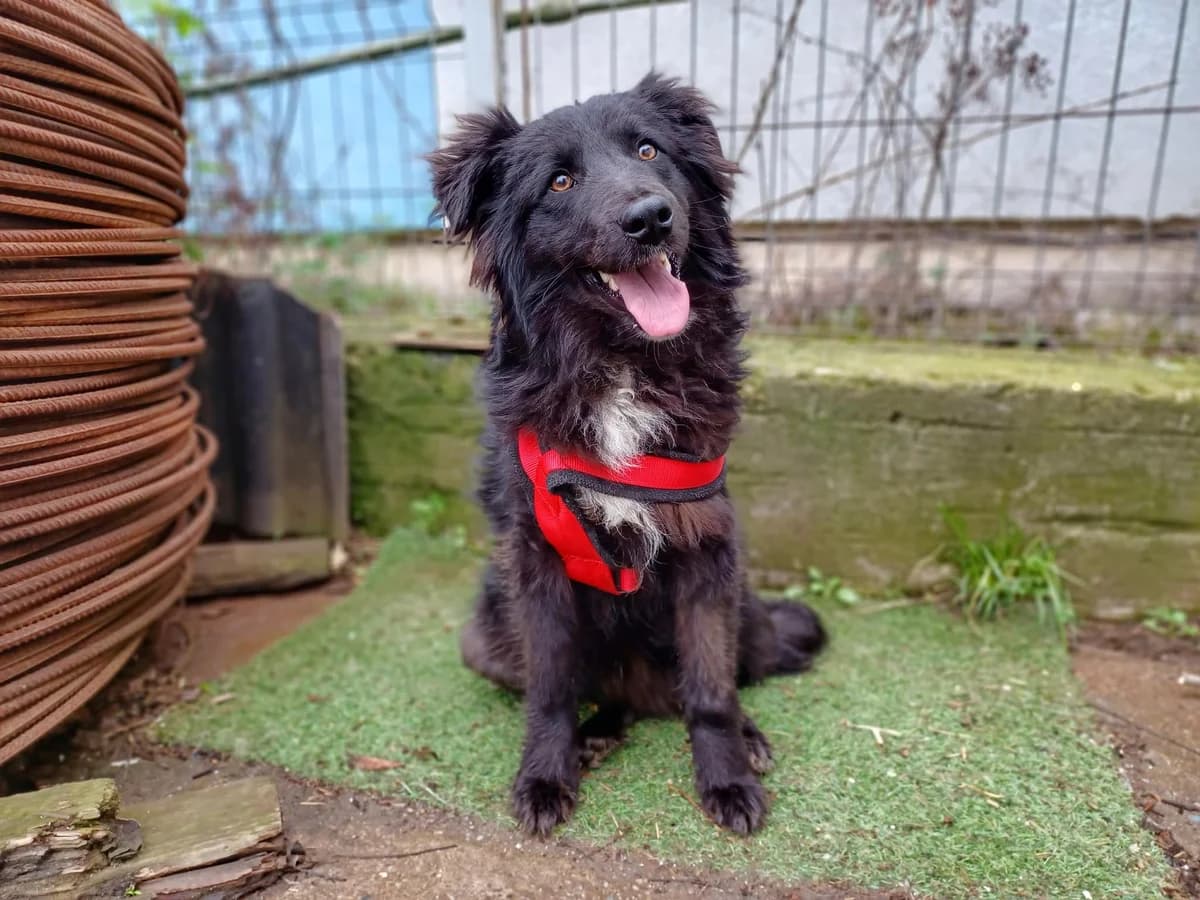 Lord Loki, Mixed Breed for adoption at Ein Herz für Streuner e.V., München