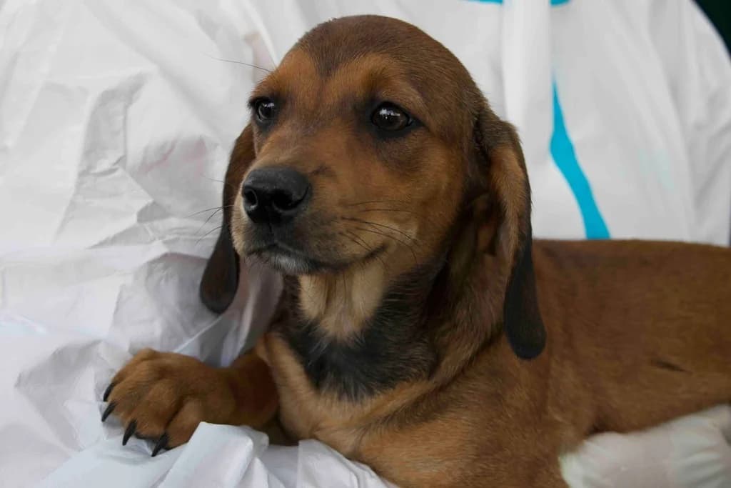 Lord Richie, braun male puppy Mixed Breed for adoption at Ein Herz für Streuner e.V., München