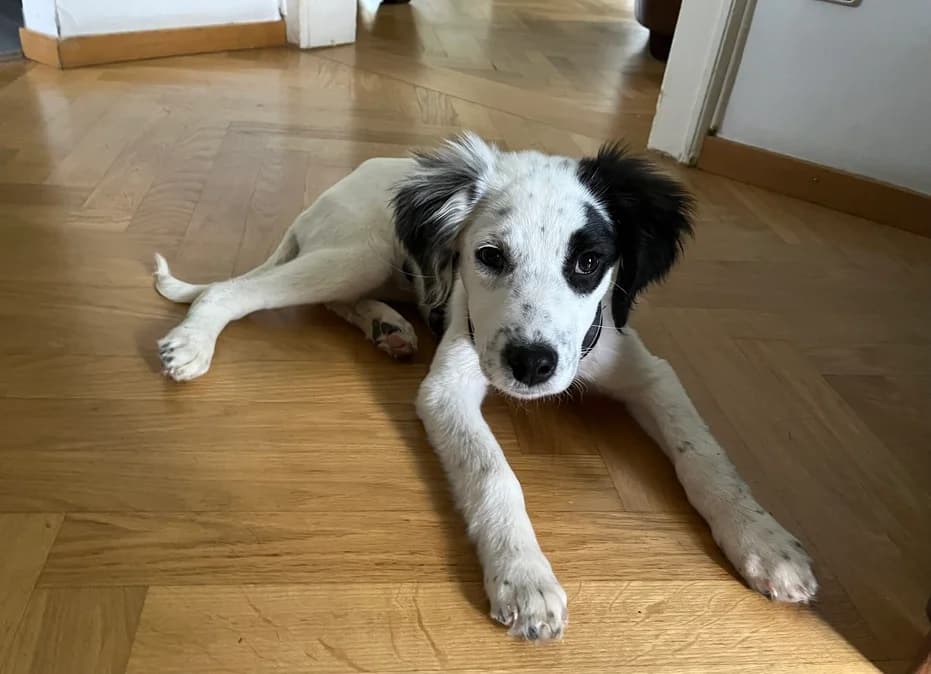 Lore, female puppy Mixed Breed for adoption at Ein Herz für Streuner e.V., München