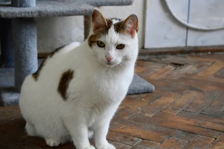 Lore, female 5yo Mixed Breed for adoption at Ein Herz für Streuner e.V., München