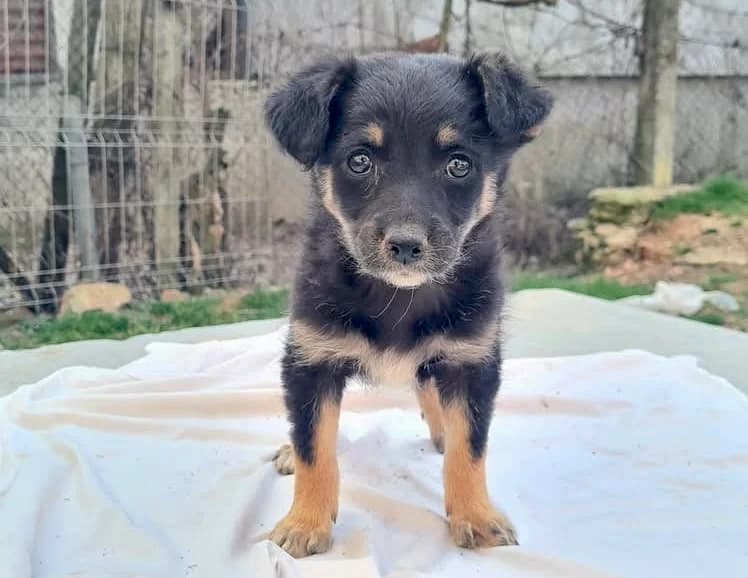 Lorea, female puppy Mixed Breed for adoption at Ein Herz für Streuner e.V., München
