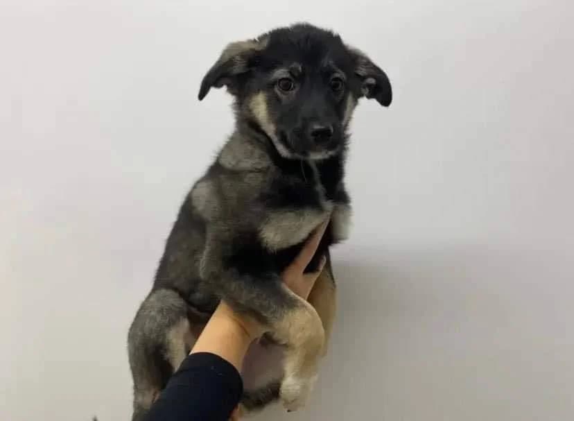 Lorea, female puppy Mixed Breed for adoption at Ein Herz für Streuner e.V., München