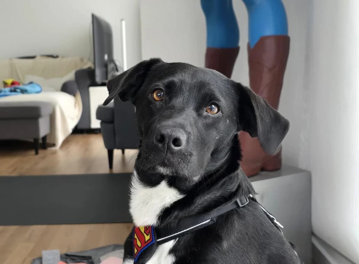 Lorelai, female young Mixed Breed for adoption at Ein Herz für Streuner e.V., München