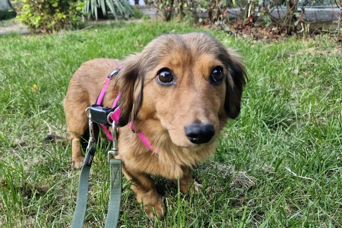 Lorelai, female young Mixed Breed for adoption at Ein Herz für Streuner e.V., München
