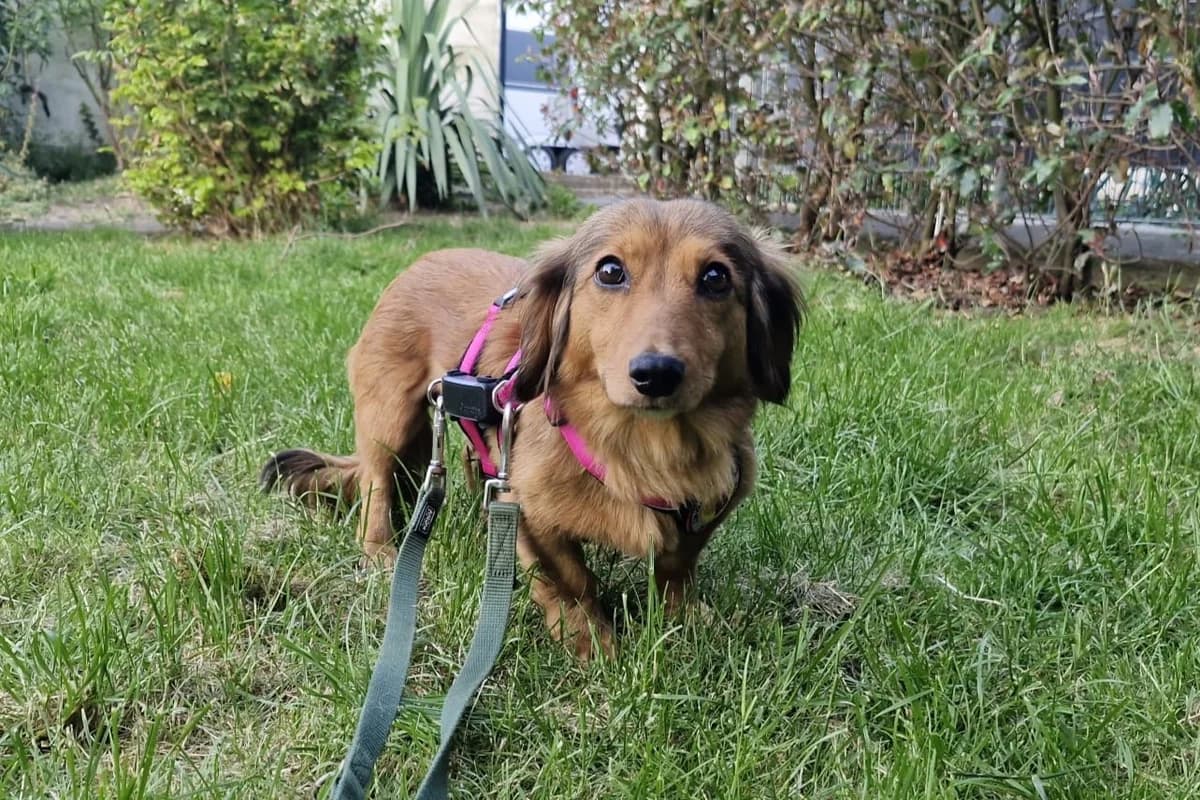 Lorelai, female young Mixed Breed for adoption at Ein Herz für Streuner e.V., München