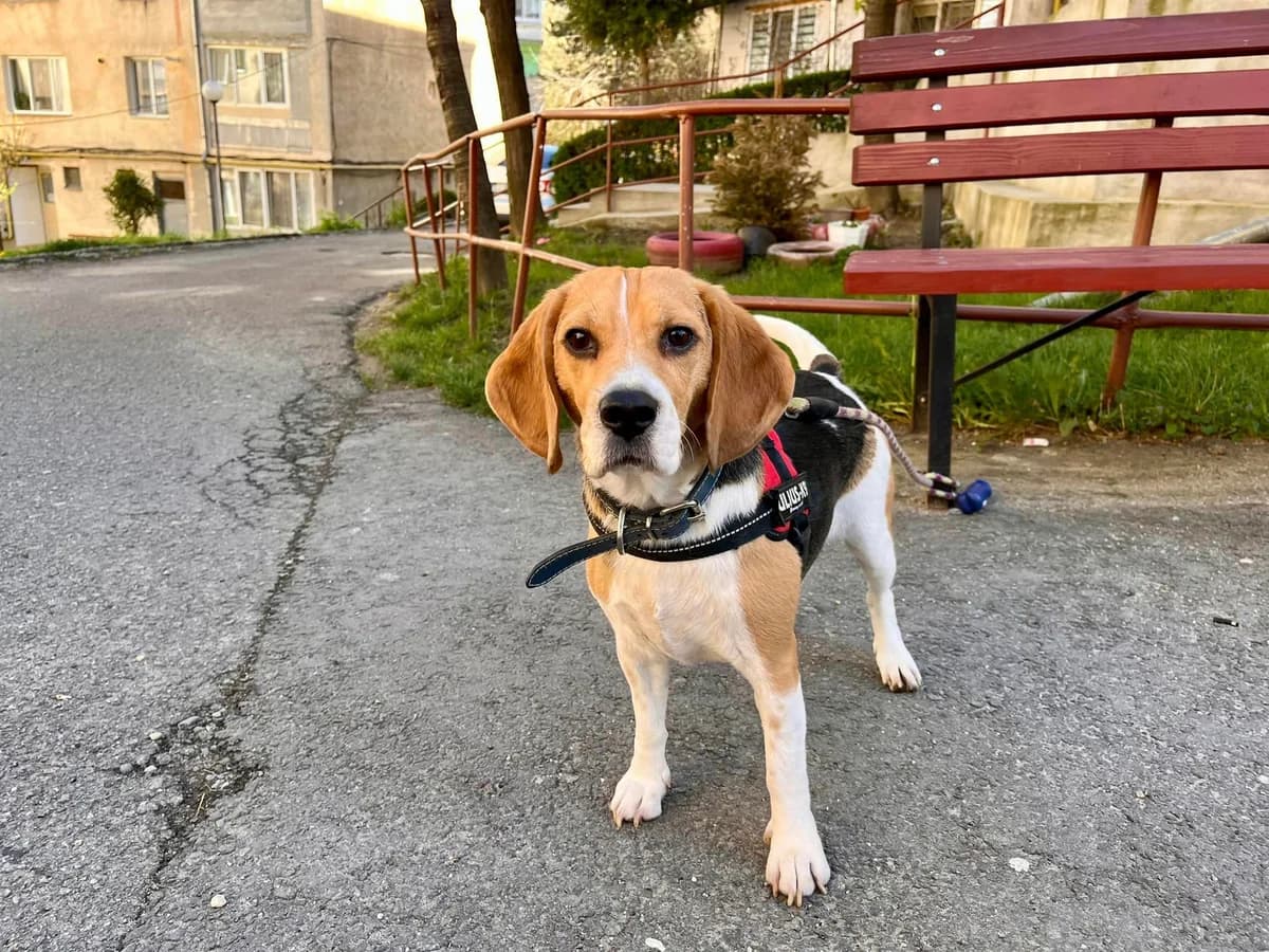 Loretta, female 4yo Mixed Breed for adoption at Ein Herz für Streuner e.V., München