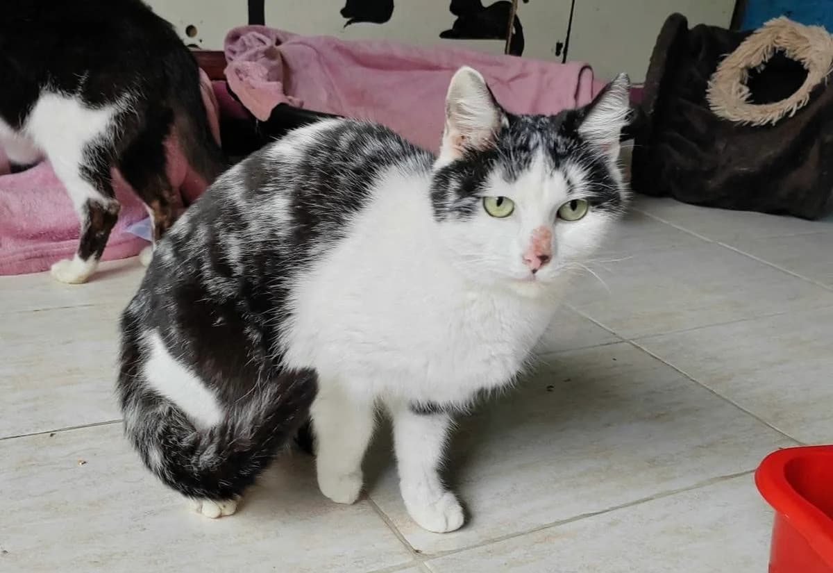 Lori, 4yo Mixed Breed for adoption at Ein Herz für Streuner e.V., München