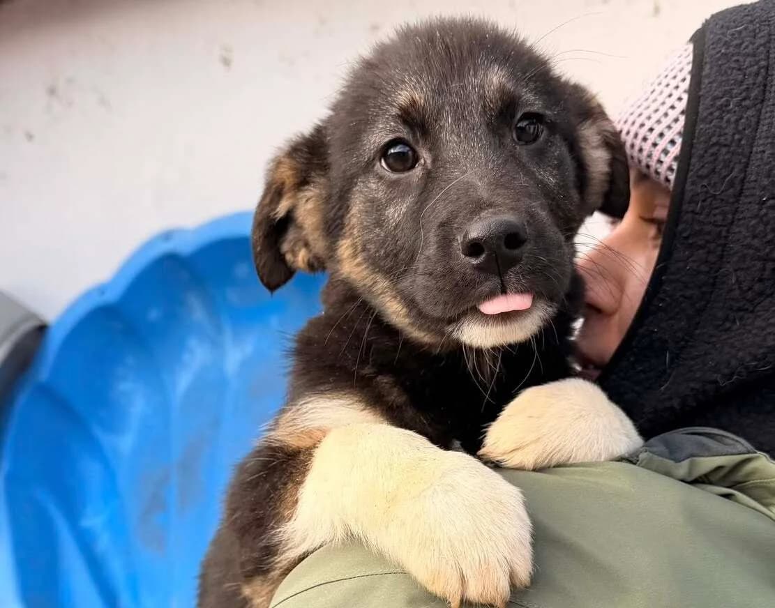 Loris, puppy Mixed Breed for adoption at Ein Herz für Streuner e.V., München