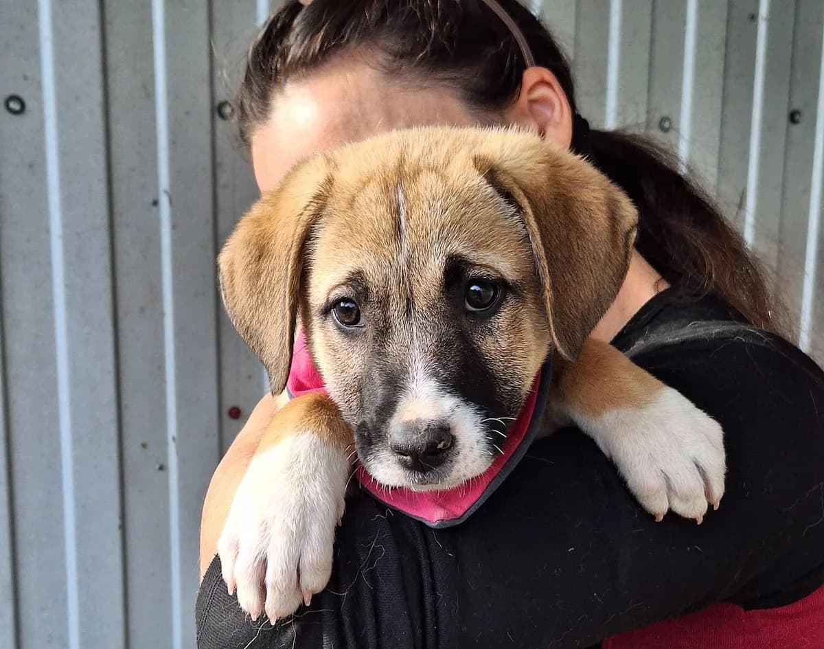 Lorna, female puppy Mixed Breed for adoption at Ein Herz für Streuner e.V., München