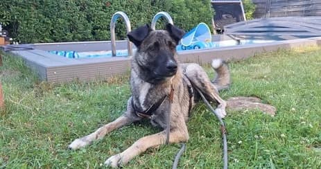 Lotta, female young Mixed Breed for adoption at Ein Herz für Streuner e.V., München