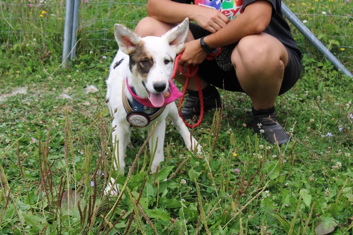 Lotta, female puppy Mixed Breed for adoption at Ein Herz für Streuner e.V., München