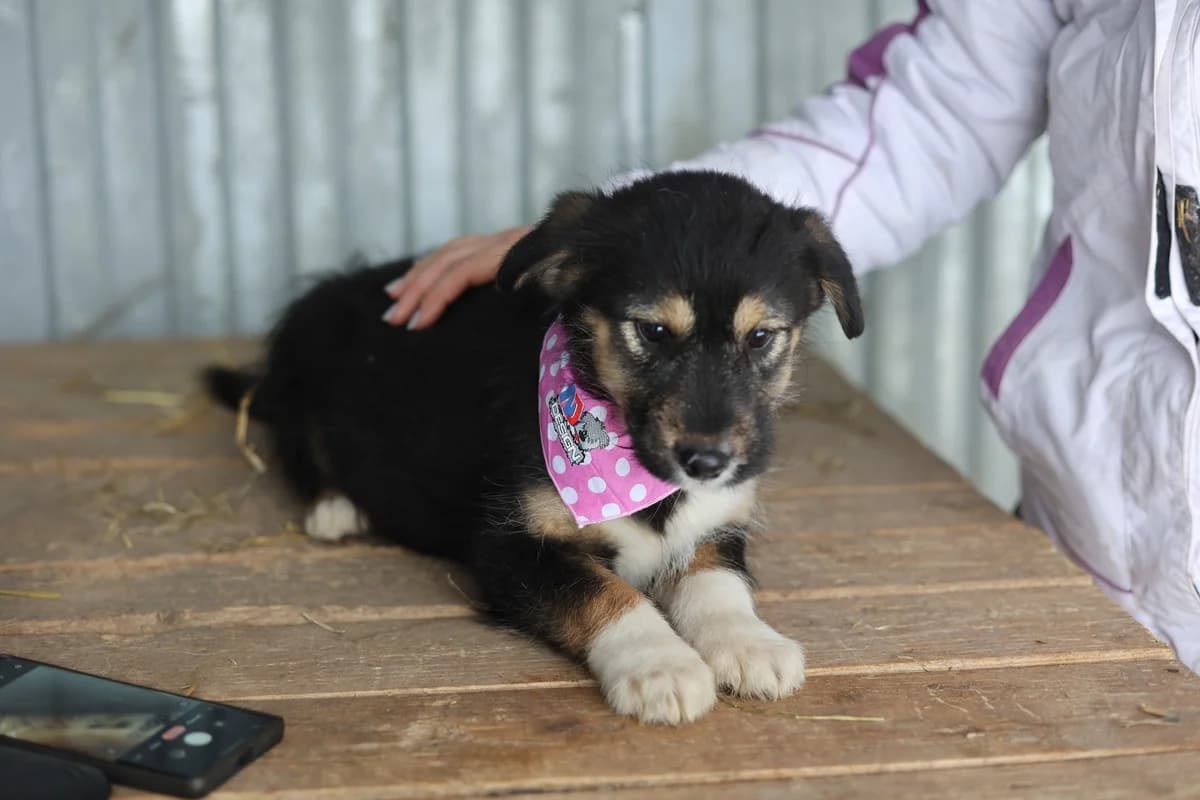 Lotta, schwarz female puppy Mixed Breed for adoption at Ein Herz für Streuner e.V., München