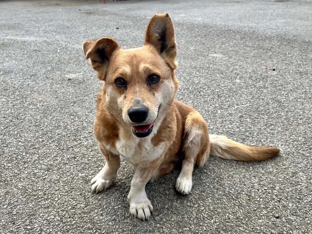 Lotta, female senior Mixed Breed for adoption at Ein Herz für Streuner e.V., München