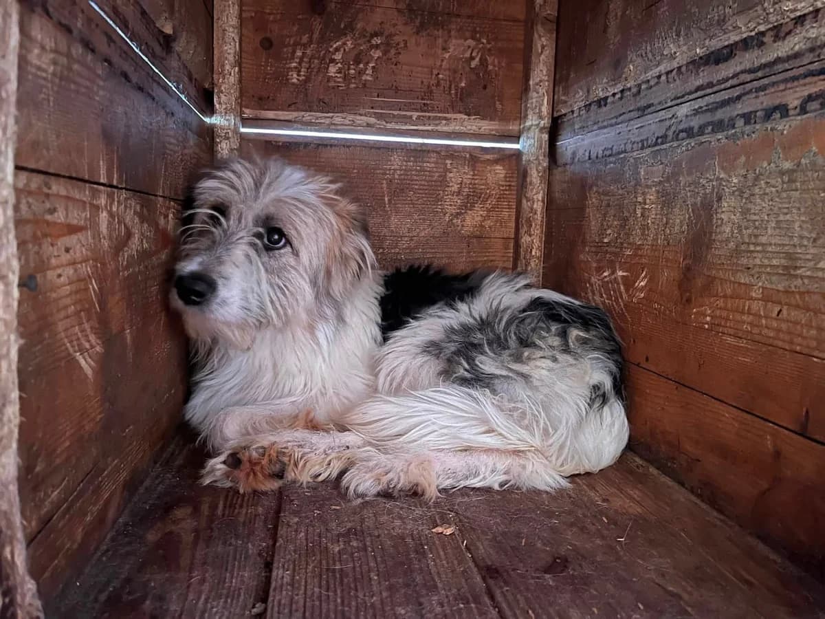 Lotta, young Mixed Breed for adoption at Ein Herz für Streuner e.V., München