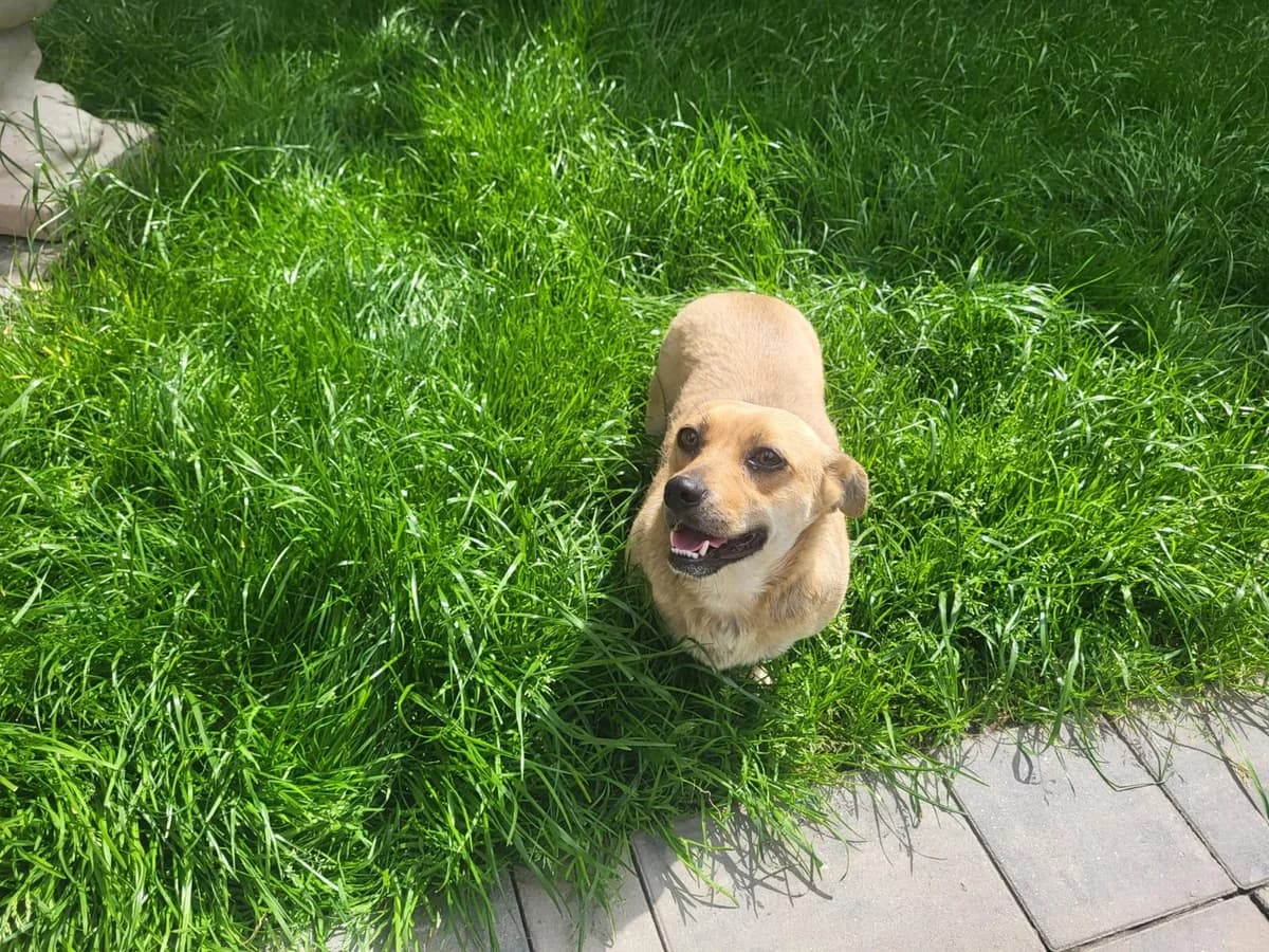 Lottchen, female young Mixed Breed for adoption at Ein Herz für Streuner e.V., München