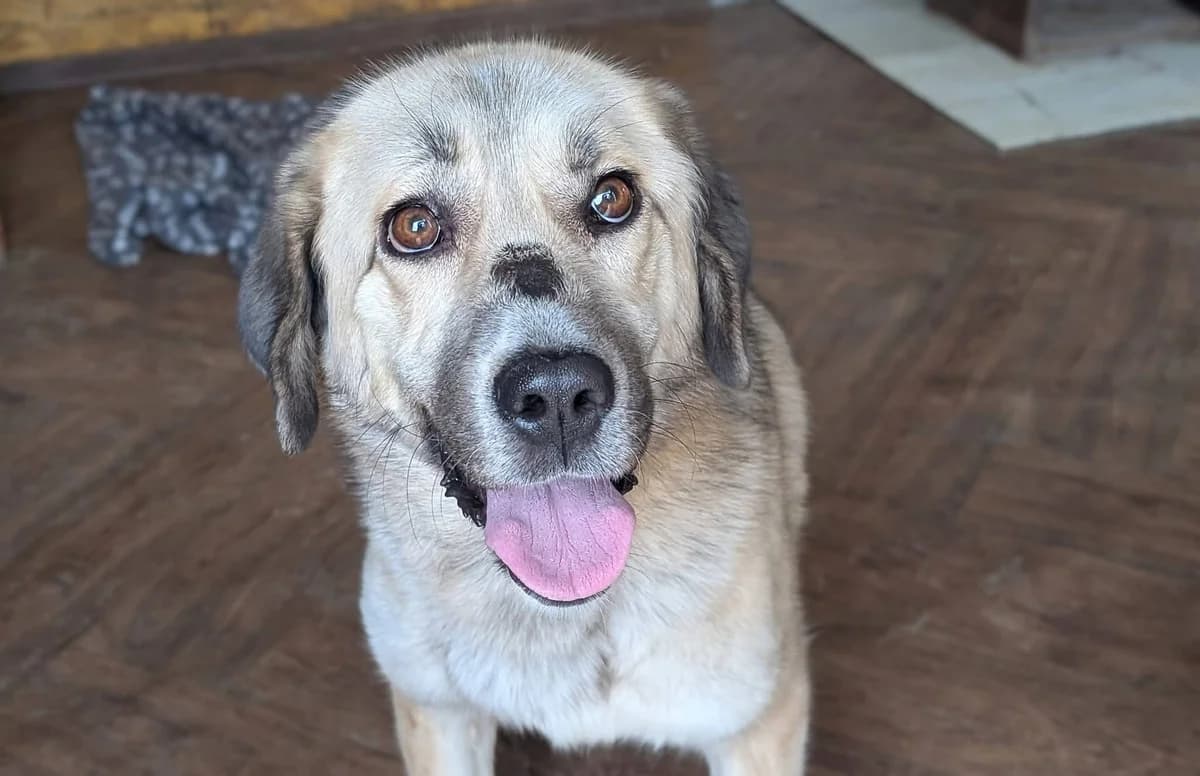 Lotte, female 5yo Mixed Breed for adoption at Ein Herz für Streuner e.V., München